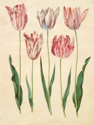 Tulipa gesneriana da Johannes Simon Holtzbecher
